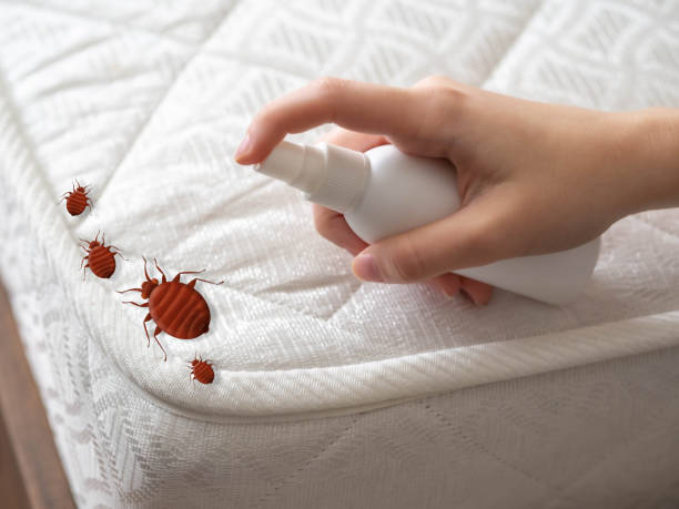 Best Affordable Pest Control Services  in Pearl City, HI