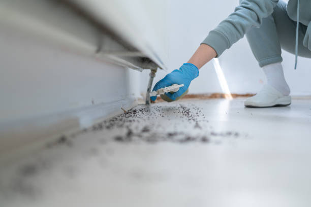 Best Affordable Pest Control Services  in Pearl City, HI